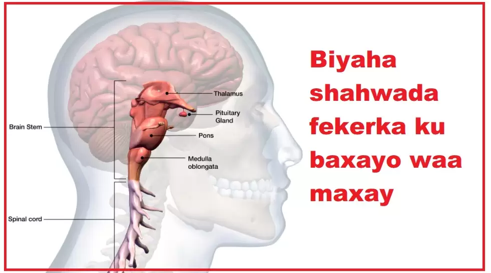 Biyaha shahwada fekerka ku baxayo waa maxay