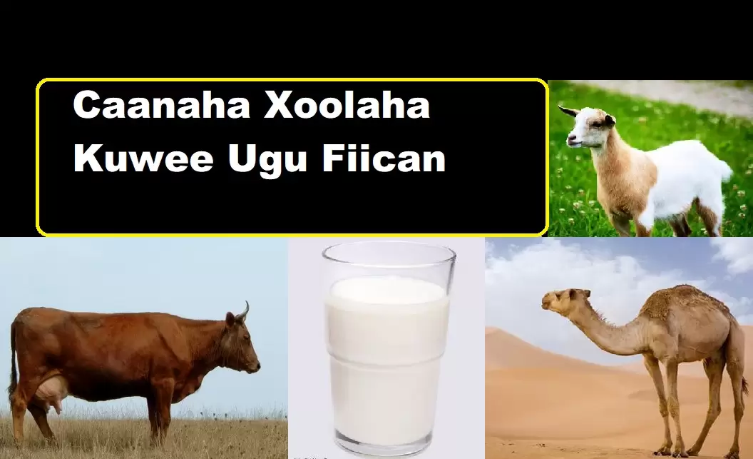 Caanaha Xoolaha Kuwee Ugu Fiican