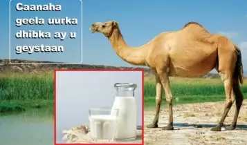 Caanaha geela uurka dhibka ay u geystaan Caanaha geela uurka dhibka ay u geystaan