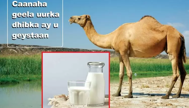 Caanaha geela uurka dhibka ay u geystaan0