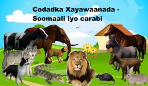 Codadka Xayawaanada - Soomaali iyo carabi