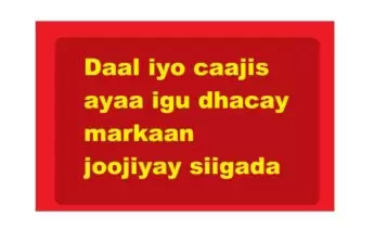 Daal iyo caajis ayaa igu dhacay markaan joojiyay siigada Daal iyo caajis ayaa igu dhacay markaan joojiyay siigada