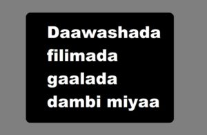 Daawashada filimada gaalada dambi miyaa