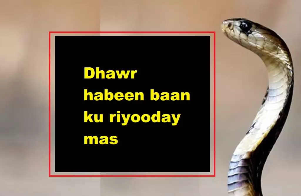 Dhawr habeen baan ku riyooday mas