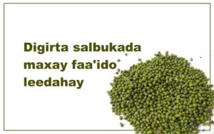 Digirta salbukada maxay faa'ido leedahay