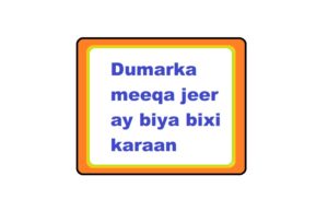 Dumarka meeqa jeer ay biya bixi karaan