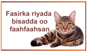 Fasirka riyada bisadda oo faahfaahsan