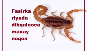 Fasirka riyada dibqalooca maxay noqon