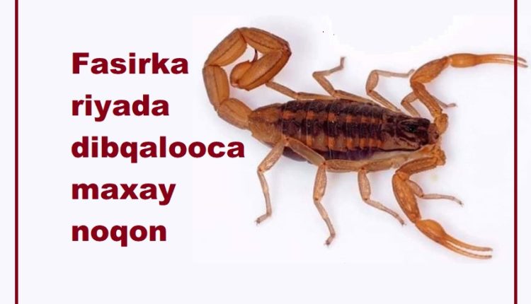 Fasirka riyada dibqalooca maxay noqon