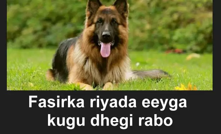 Fasirka riyada eeyga kugu dhegi rabo