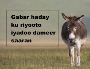 Gabar haday ku riyooto iyadoo dameer saaran