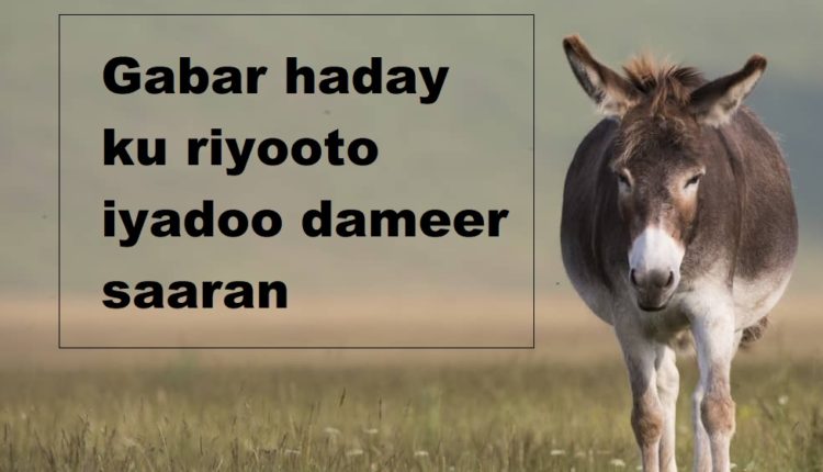 Gabar haday ku riyooto iyadoo dameer saaran