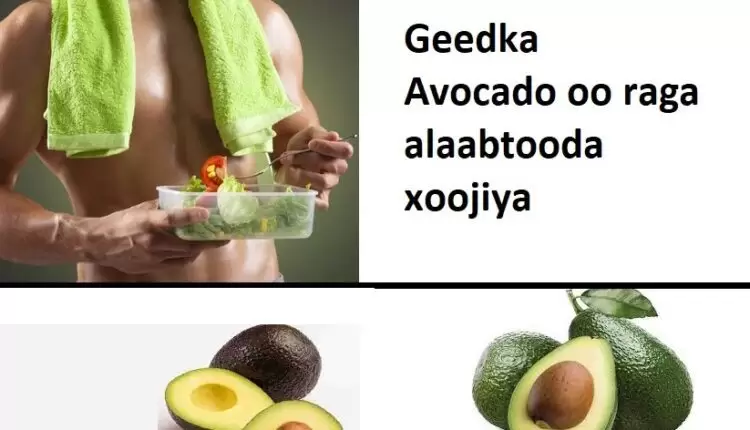 Geedka Avocado oo raga alaabtooda xoojiya 2