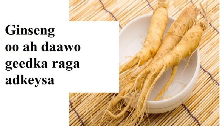 Ginseng oo ah daawo geedka raga adkeysa