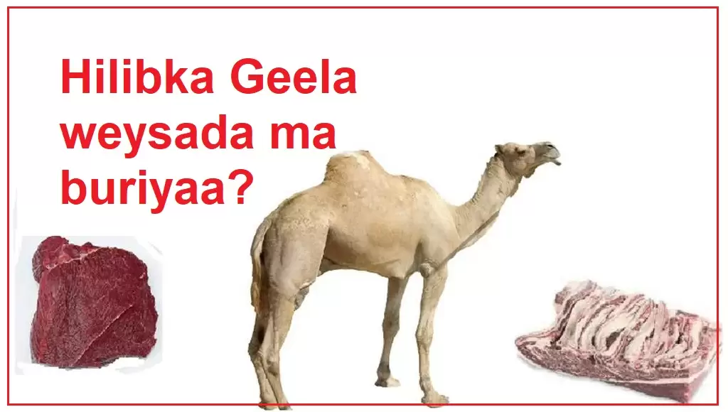 Hilibka Geela weysada ma buriyaa?