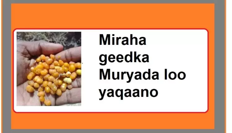Miraha geedka Muryada loo yaqaano1