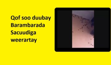 Qof soo duubay Barambarada Sacuudiga weerartay