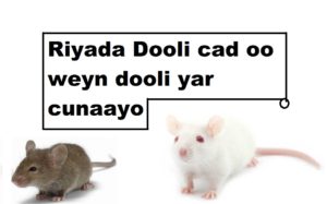 Riyada Dooli cad oo weyn dooli yar cunaayo