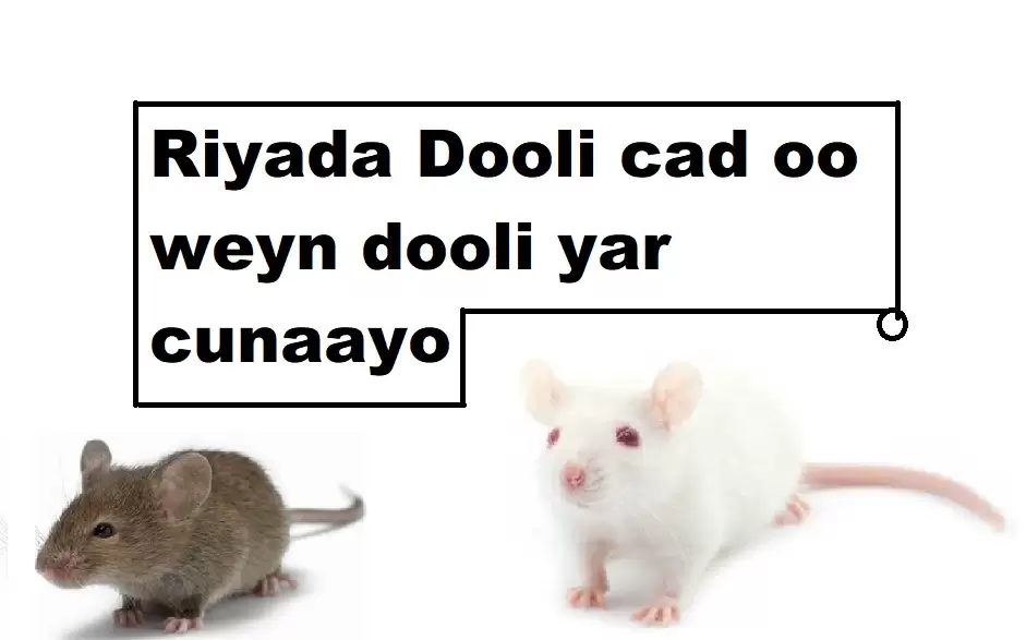 Riyada Dooli cad oo weyn dooli yar cunaayo