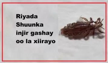 Riyada Shuunka injir gashay oo la xiirayo