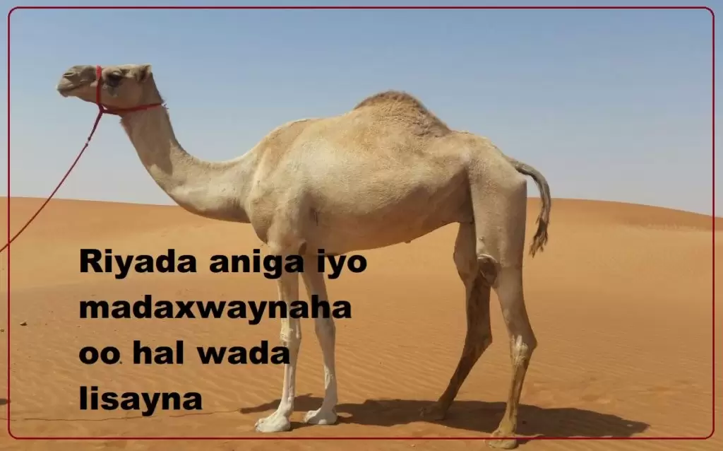 Riyada aniga iyo madaxwaynaha oo hal wada lisayna