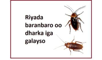 Riyada baranbaro oo dharka iga galayso