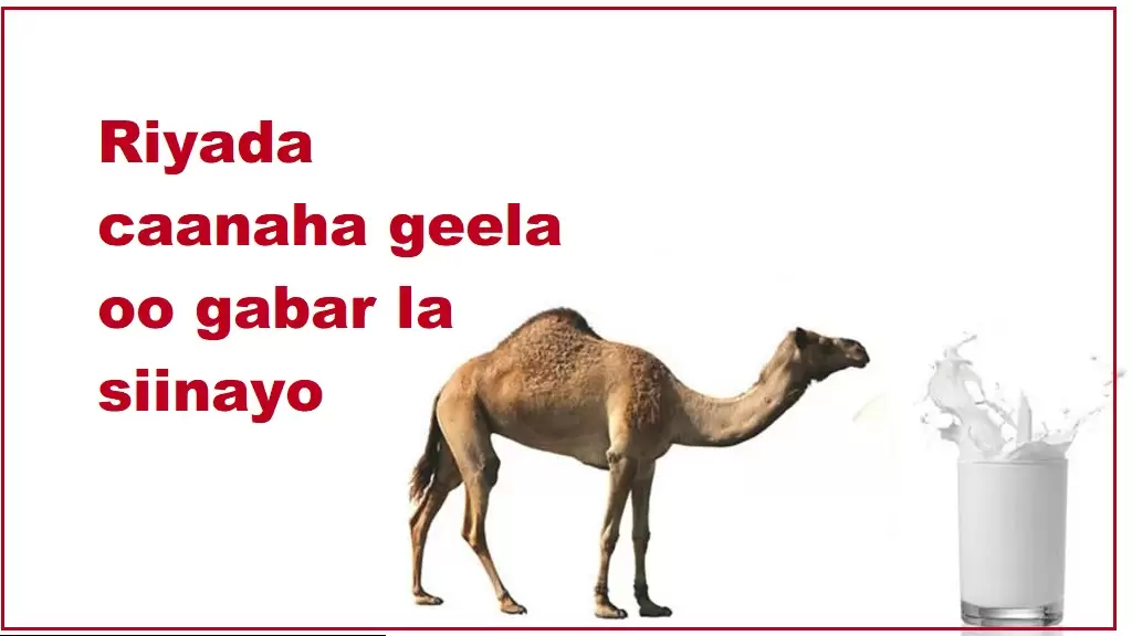 Riyada caanaha geela oo gabar la siinayo