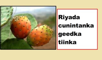 Riyada cunintanka geedka tiinka