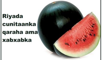 Riyada cunitaanka qaraha ama xabxabka 