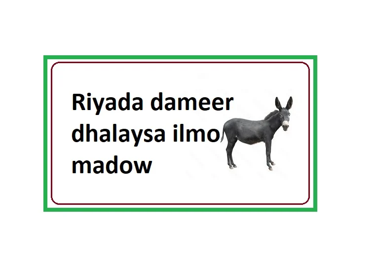 Riyada dameer dhalaysa ilmo madow