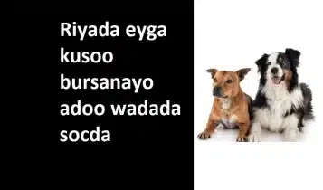 Riyada eyga kusoo bursanayo adoo wadada socda