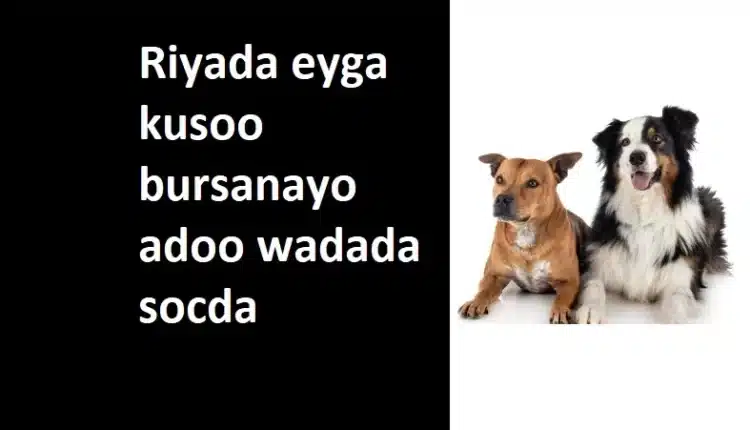 Riyada eyga kusoo bursanayo adoo wadada socda