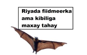 Riyada fiidmeerka ama kibiliga maxay tahay