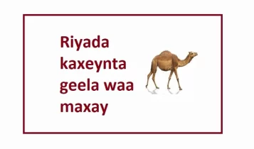 Riyada kaxeynta geela waa maxay