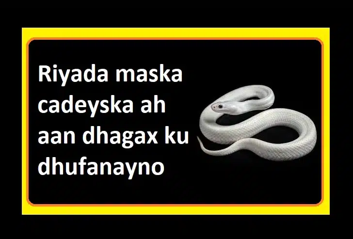 Riyada maska cadeyska ah aan dhagax ku dhufanayno