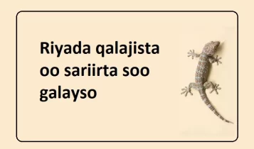 Riyada qalajista oo sariirta soo galayso