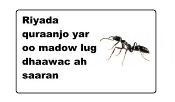 Riyada quraanjo yar oo madow lug dhaawac ah saaran