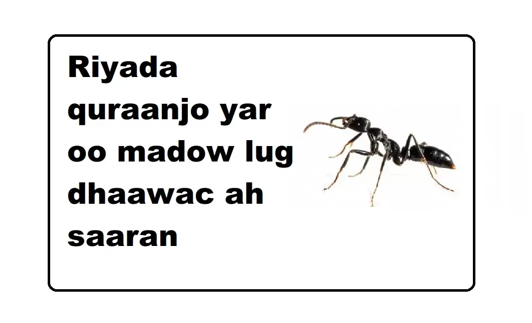 Riyada quraanjo yar oo madow lug dhaawac ah saaran