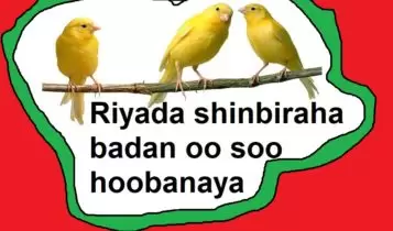 Riyada shinbiraha badan oo soo hoobanaya Riyada shinbiraha badan oo soo hoobanaya