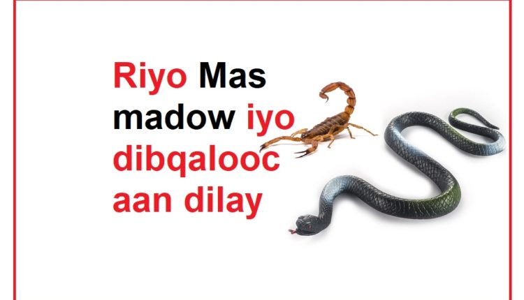 Riyo Mas madow iyo dibqalooc aan dilay