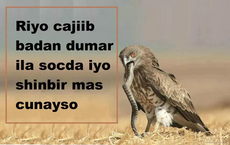 Riyo cajiib badan dumar ila socda iyo shinbir mas cunayso