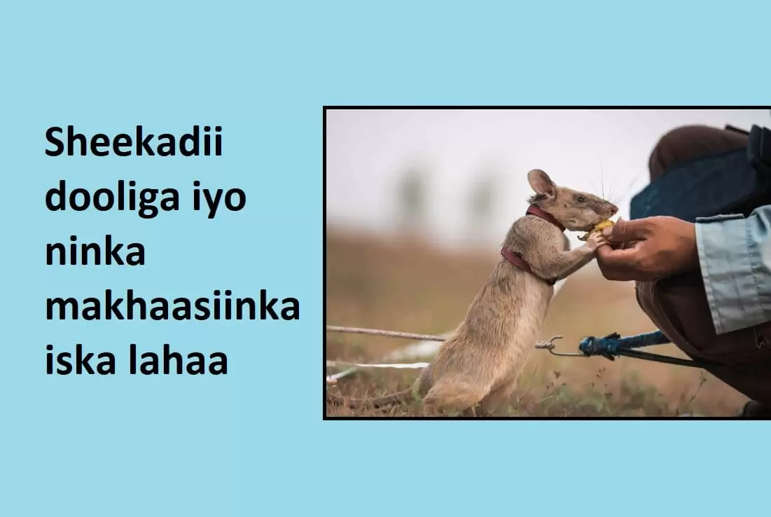 Sheekadii dooliga iyo ninka makhaasiinka iska lahaa