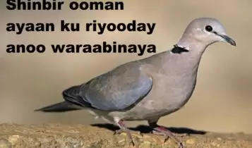 Shinbir ooman ayaan ku riyooday anoo waraabinaya Shinbir ooman ayaan ku riyooday anoo waraabinaya