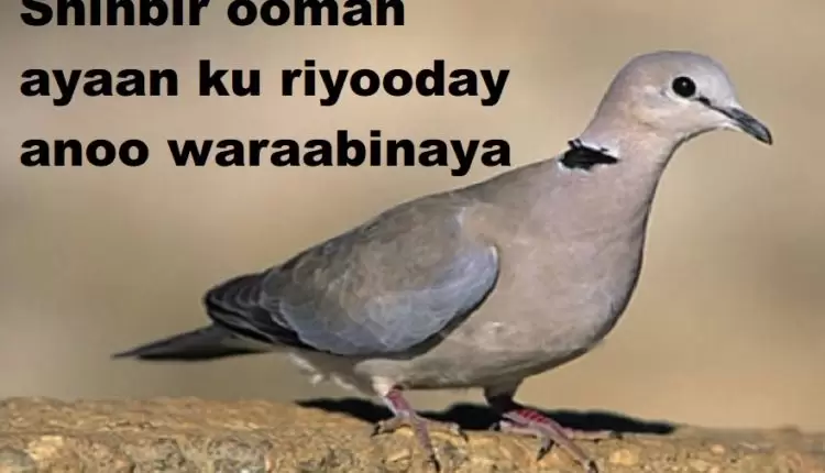 Shinbir ooman ayaan ku riyooday anoo waraabinaya