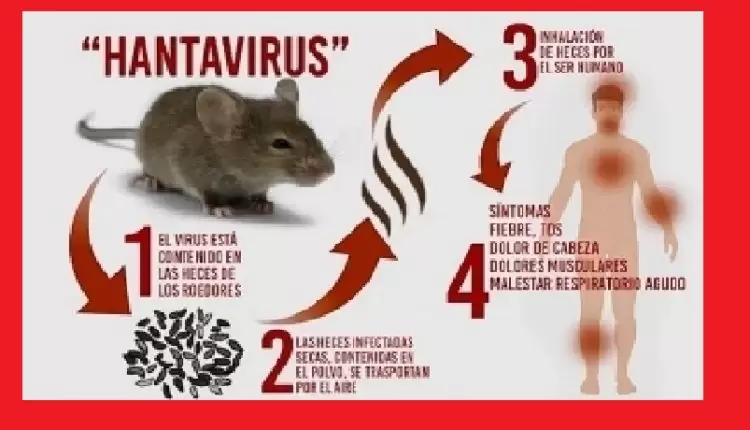 Sidee lagu gartaa cudurka cusub Hantavirus