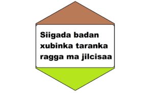 Siigada badan xubinka taranka ragga ma jilcisaa