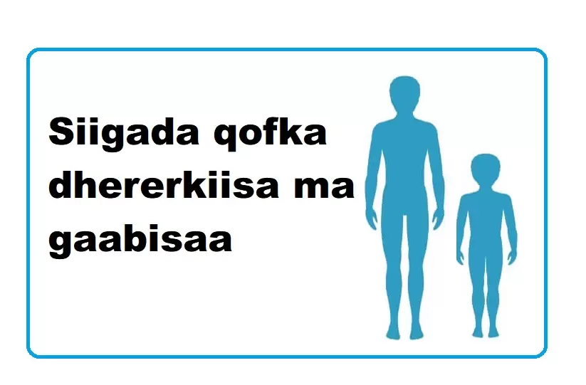 Siigada qofka dhererkiisa ma gaabisaa