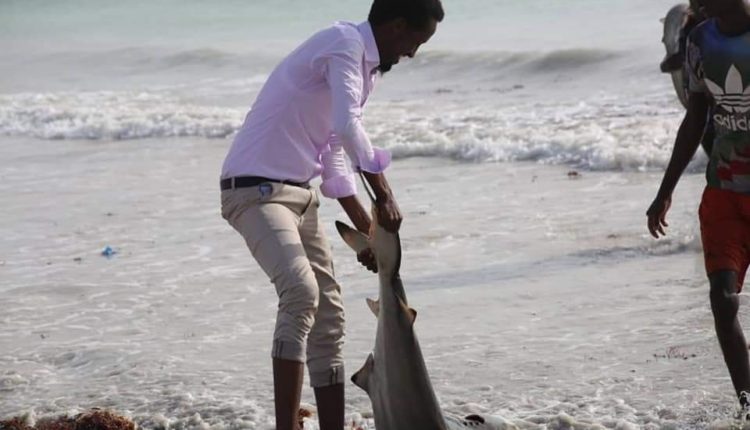 Somali sea and big fish