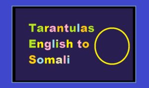 Tarantulas English to Somali 