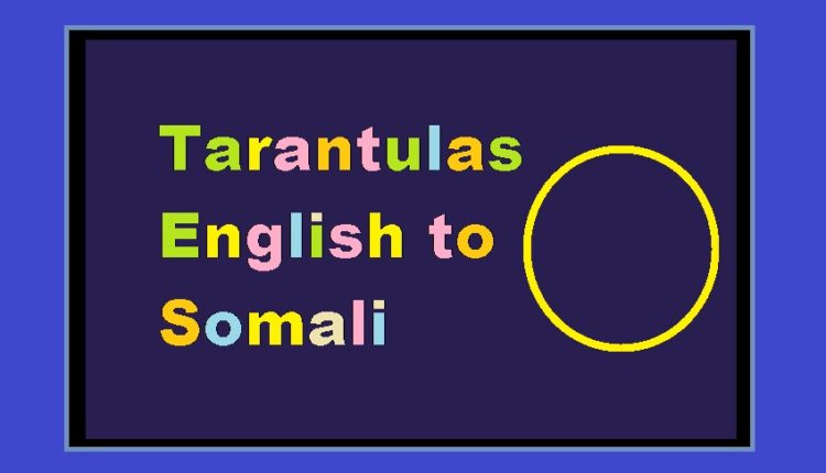 Tarantulas English to Somali